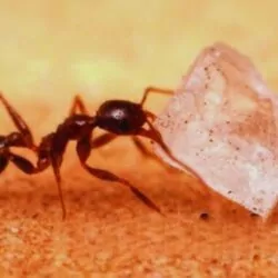 ant carrying sugar